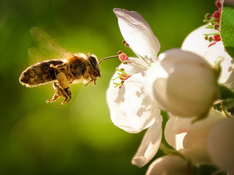Bee on apple blossom, Arbour Eco Range