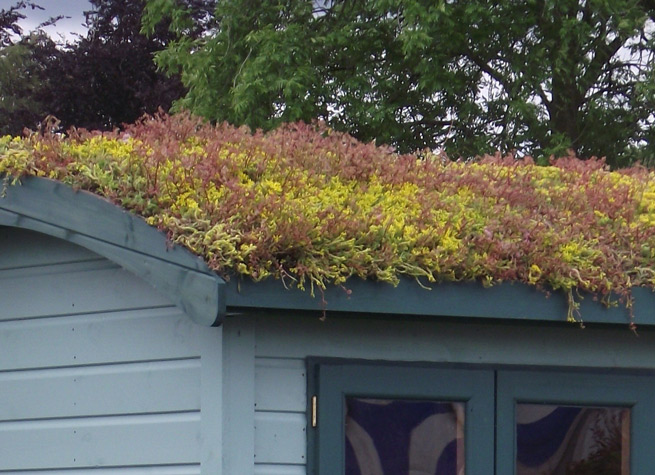 Shepherds hut painted blue and topped with a colourful sedum green roof