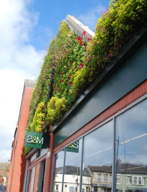 Marks and Spencers shop with living green wall full of foliage and flowers