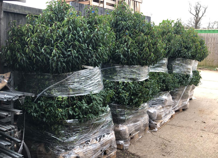 new consignment of shrubs delivered to landscaping site