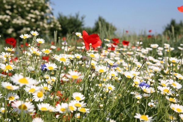 glorious show of uk native wildflowers including oxeye daisy and common poppy