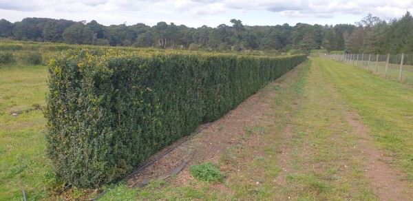 Instant Hedging - Box/Buxus