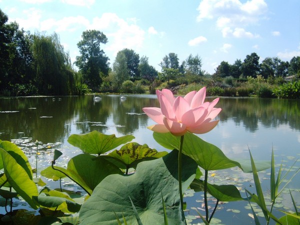 pink water lily in beautiful garden pond
