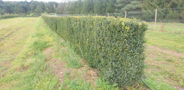 Instant Hedging - Box/Buxus