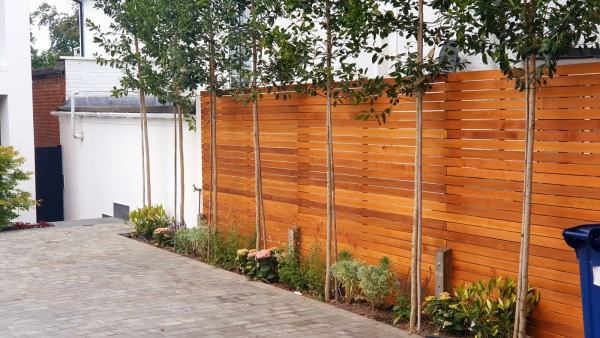 cedar battens and pleached trees creating privacy screen