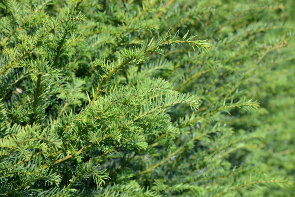 Yew Instant Hedging close up