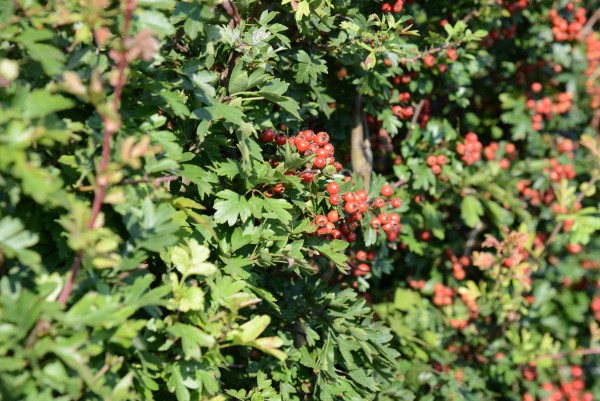 Berries on Hawthorn Hedging 