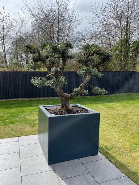 Tree growing in Cube Shaped Fibreglass Planter