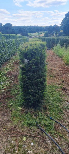 Instant Hedging - Yew