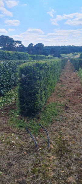 Yew Instant Hedging 