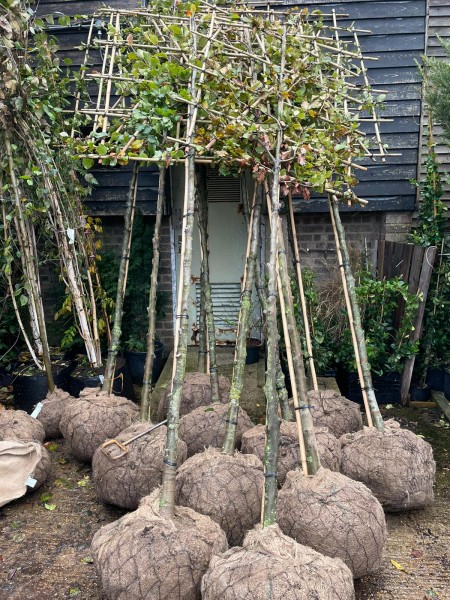 delivery of rootballed trees