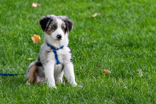 collie pup sitting on grass seeded with lawn and landscape grass seed