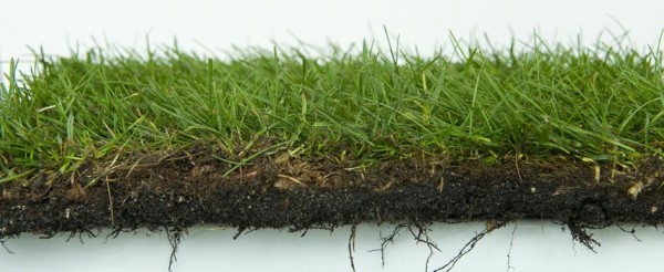 cross sectional image of natural lawn turf showing sward, thatch and soil layers