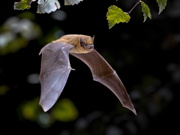 Image of a bat flying 