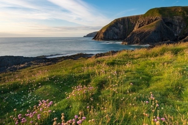 Wildflowers in a Coastal Landscape