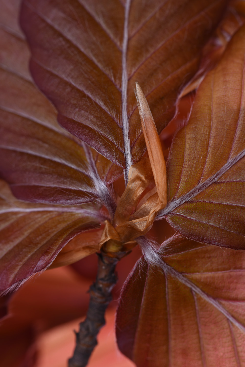 Copper Beech leaves from Instant Hedging 