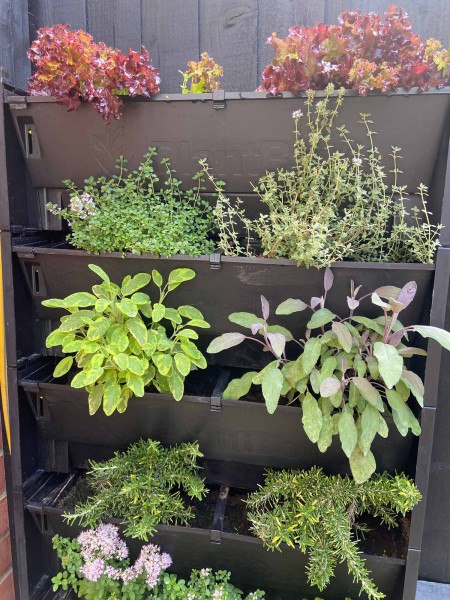 Living Wall containing plants 
