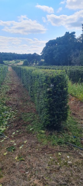 Lengths of Instant Hedging 