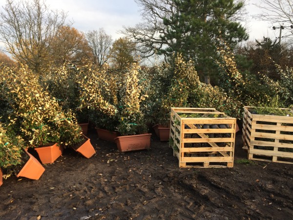 delivery of trees from Arbour Landscape Solutions