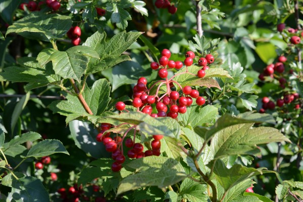 Berries on Mixed Native Species Hedging 