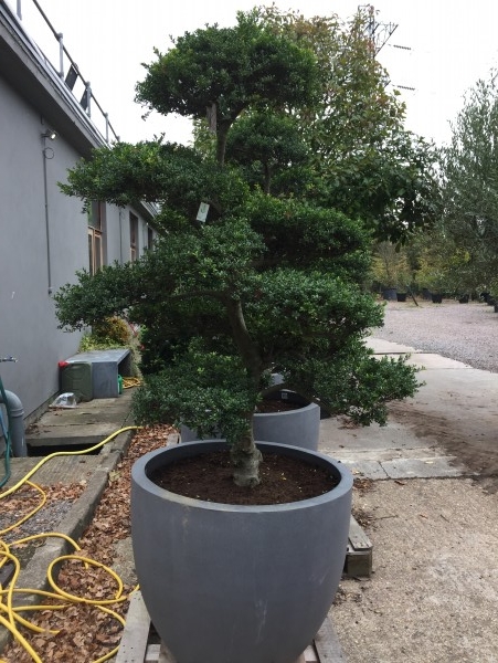 cloud pruned tree in grey pot