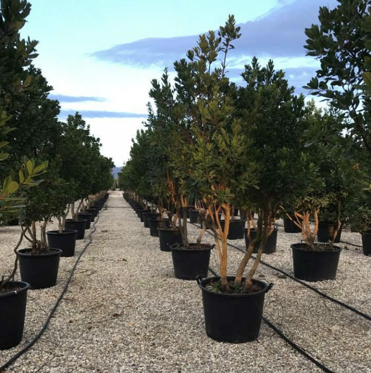 rows of trees in 10 litre pots