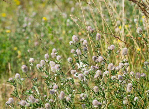 Wildflower meadow on a brownfield site 