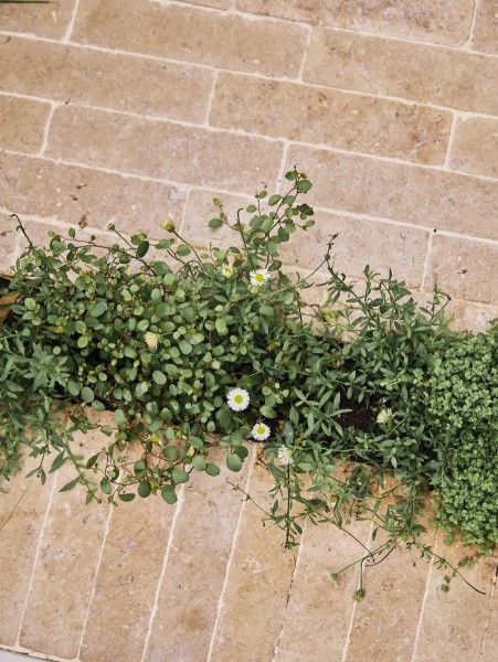 Sinai Pearl Beige Acid Washed Surface, Tumbled Edges Limestone Slim-Setts