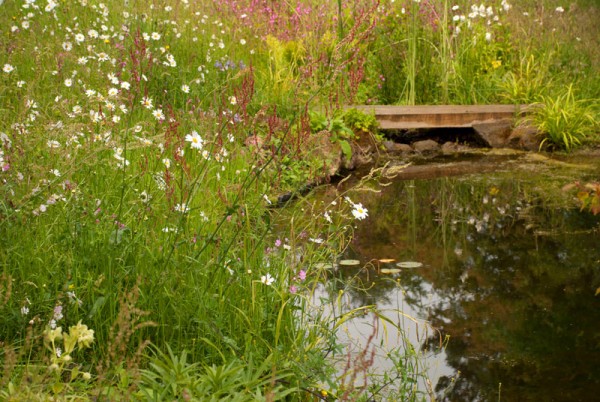 Pond edged with wildflower turf