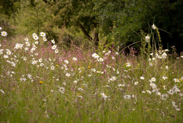 Wildflower Landscape Turf