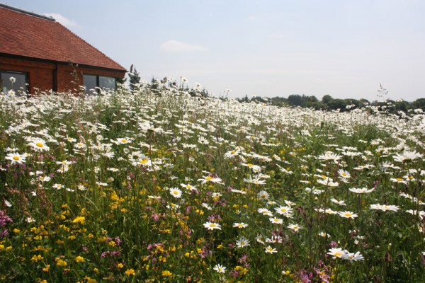 Meadowscape pro wildflowers
