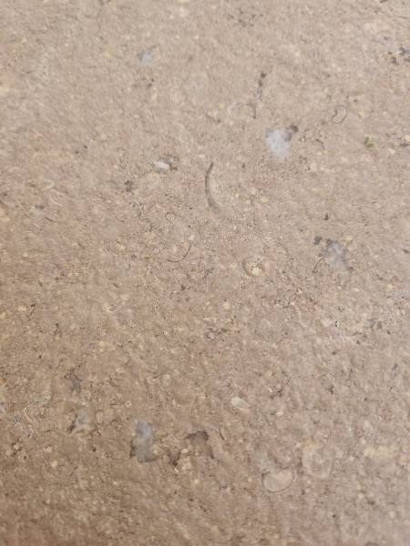 Sinai Pearl Acid Washed Surface & Tumbled Edge Paving Pre-Sealed Sample