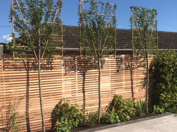 pleached trees planted beside a timber fence