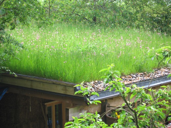 Wildflower roof turf growing on a roof 