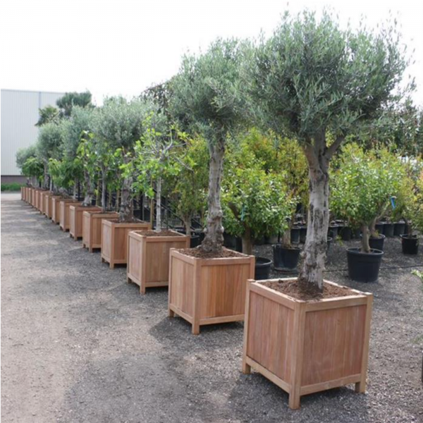 Row of valencia hardwood planters with trees growing in them