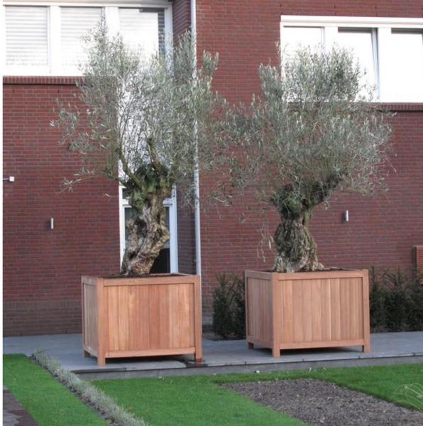 Two square timber planters side by side each containing a semi mature olive tree
