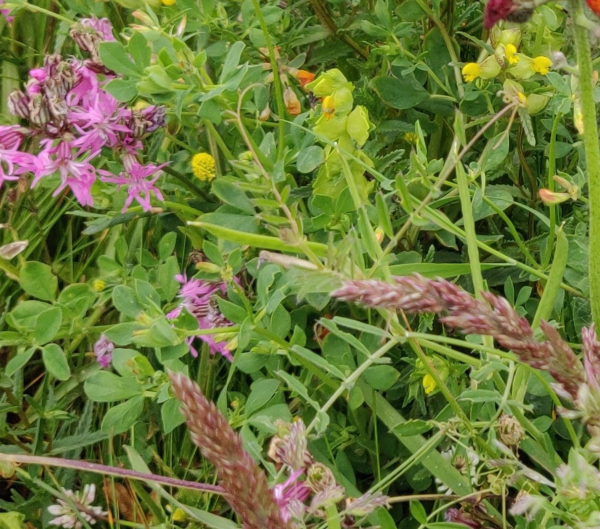 Image of some wildflowers