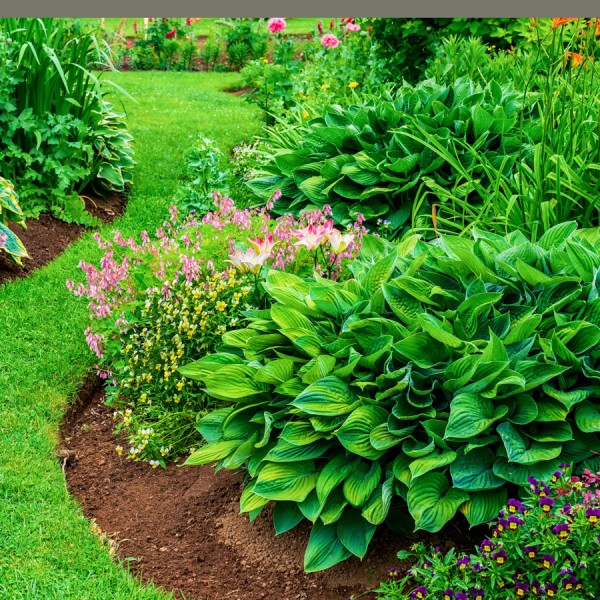 hostas growing in premium planting soil