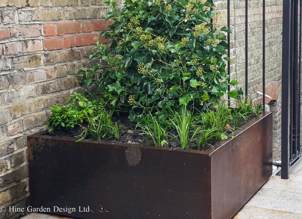 square corten steel planter with mature evergreen shrub