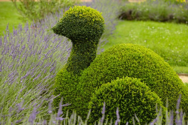 Topiary Balls and Trees