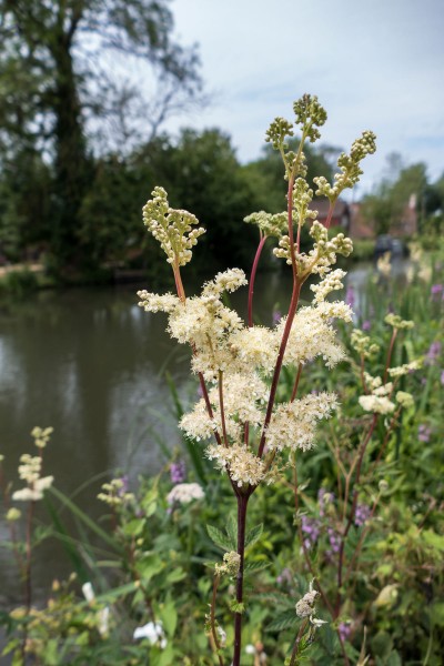 Wildflowers for Wetland and Pond Edge