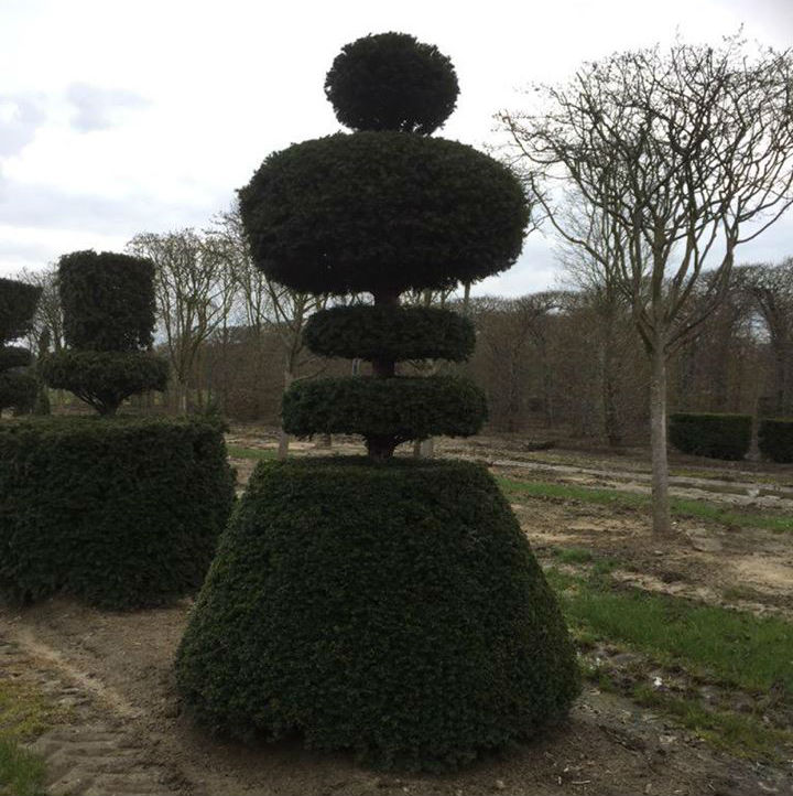 topiary tree in the shape of a chess piece