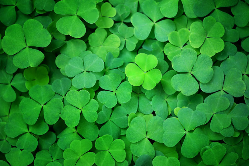 mass of clover leaves forming an alternative lawn