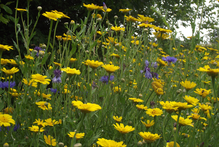 annual wildflower meadow with corn marigold and cornflowers