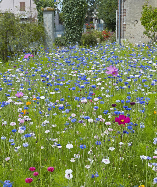 annual wildflowers in garden setting mainly cornflowers, nigella and cosmos