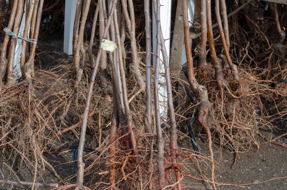 bare root hedging plants leaning against a wall with sturdy stems and healthy root systems