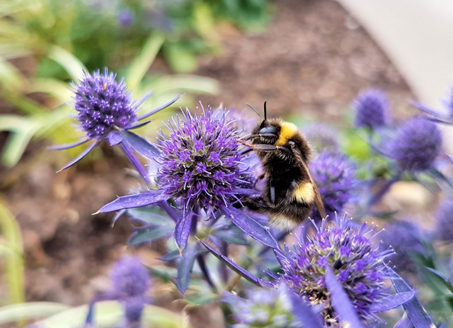 bee pollinating garden plant