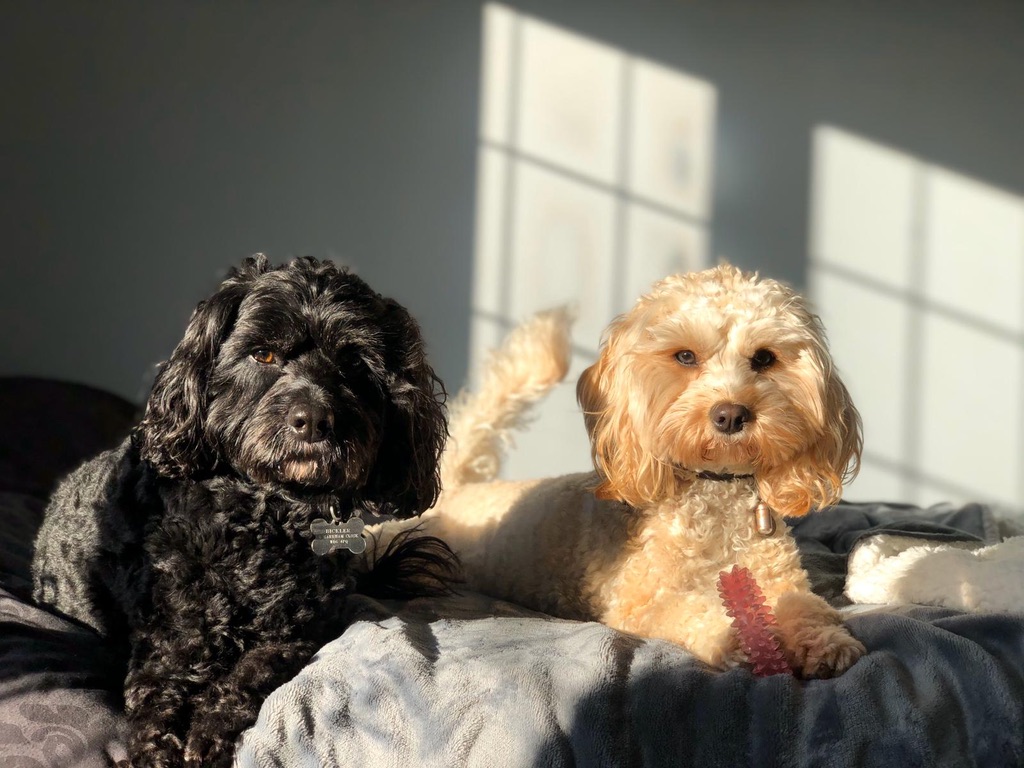 Two Cavapoos sitting side by side, Benji is black with a white flash on his chest. Ollie is a pale golden colour