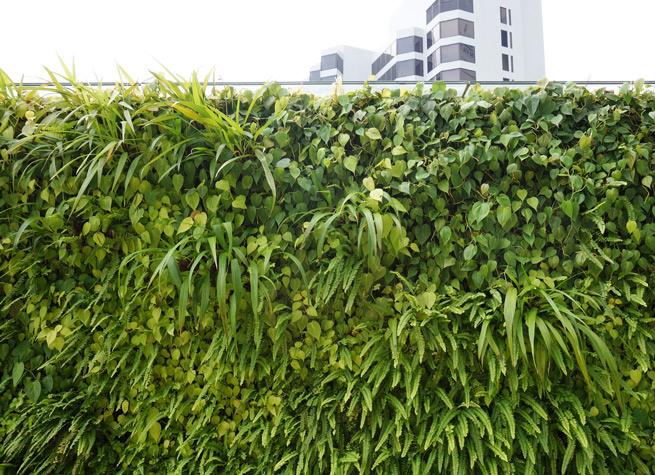 living wall with variety of plant species