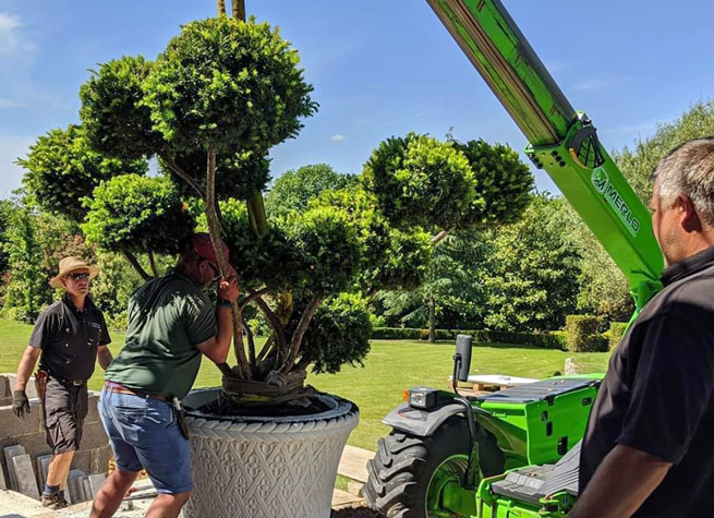 large cloud topiary tree being lifted into bespoke pot